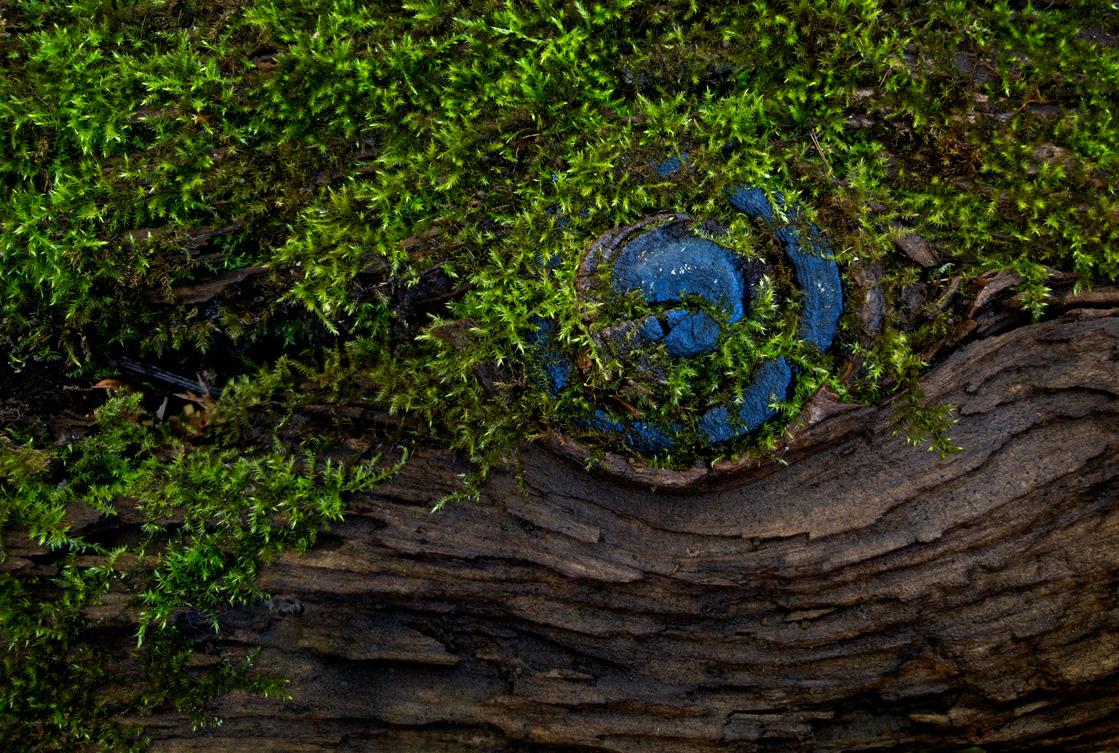 Blue Knot photo by Jay Snively