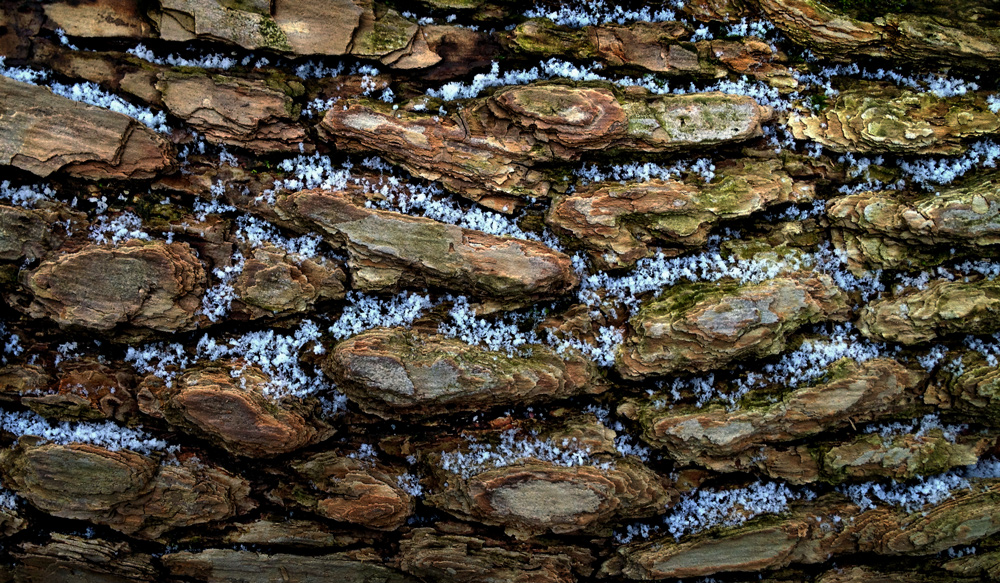 Bark Snow photo by Jay Snively
