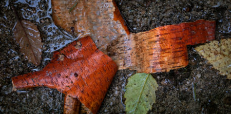 Birch Bark photo by Jay Snively