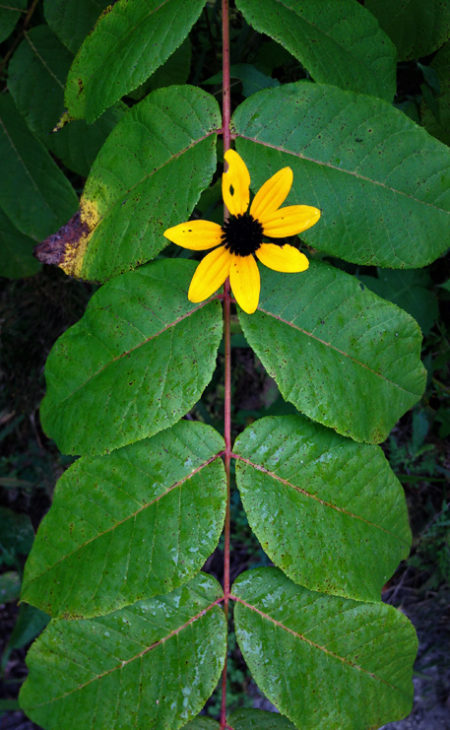Black Eyed Susan photo by Jay Snively