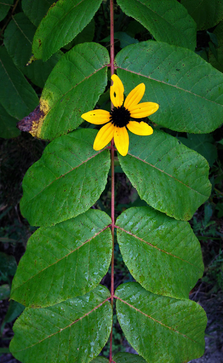 Black Eyed Susan photo by Jay Snively