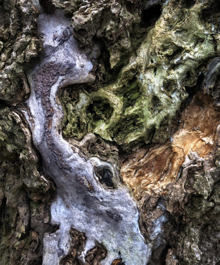 Box Elder photo by Jay Snively