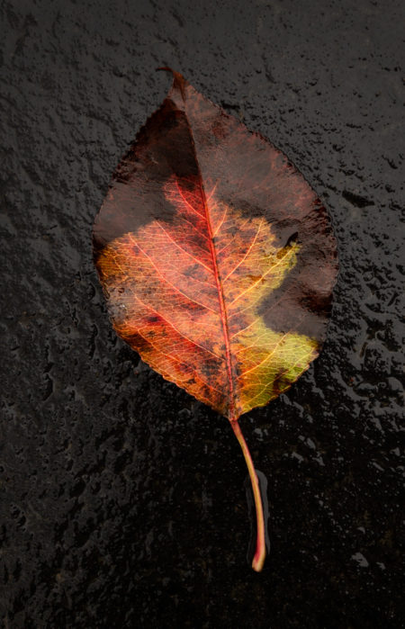 Callery photo by Jay Snively