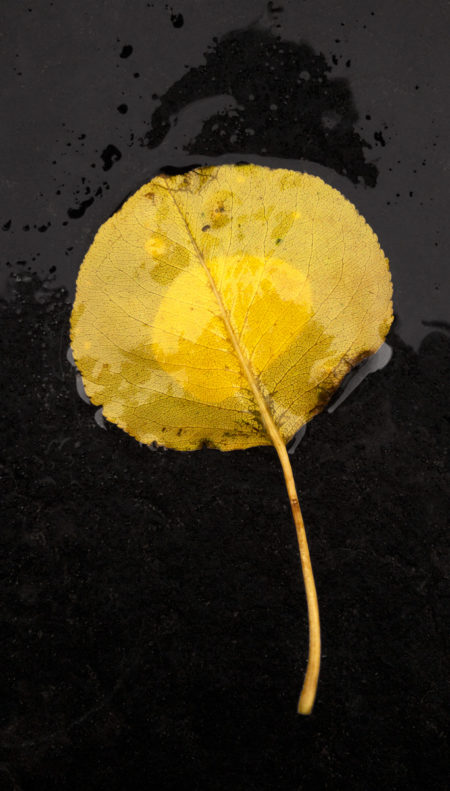 Callery Yellow photo by Jay Snively