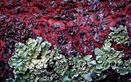 Cherry Fungus Lichen photo by Jay Snively