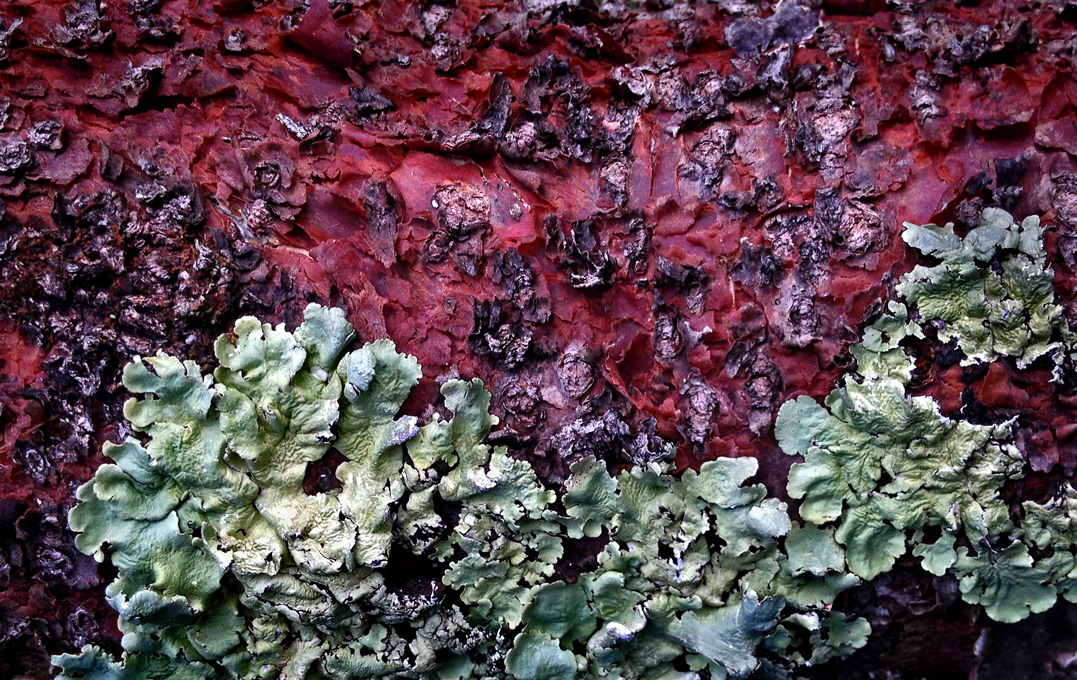 Cherry Fungus Lichen photo by Jay Snively