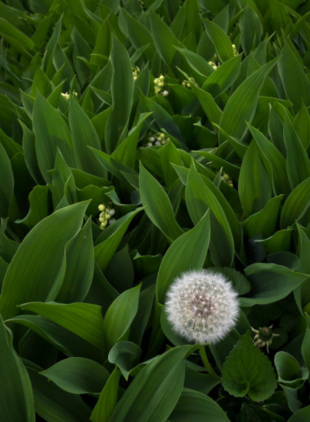 Dandelion photo by Jay Snively