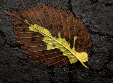 Elm Leaf photo by Jay Snively