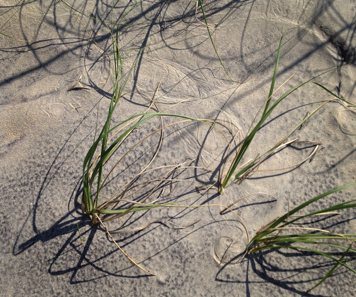 Found Beach Art photo by Jay Snively
