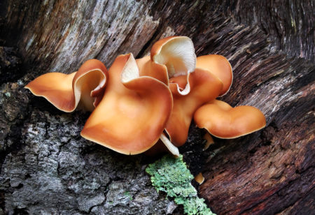 Fungus photo by Jay Snively