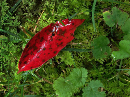 Glossy Cherry Leaf photo by Jay Snively