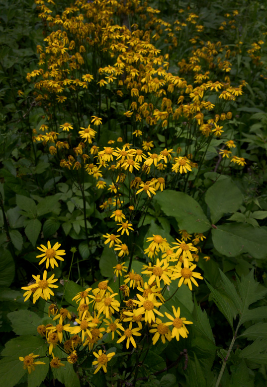 Golden Ragwort photo by Jay Snively