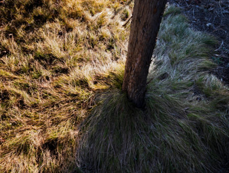 Grass photo by Jay Snively