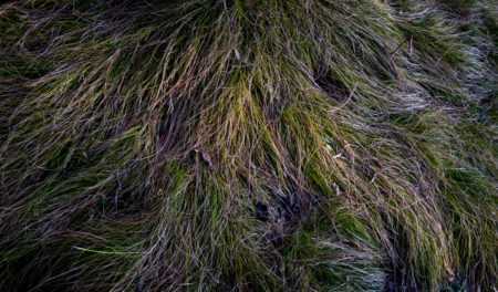 Grass photo by Jay Snively