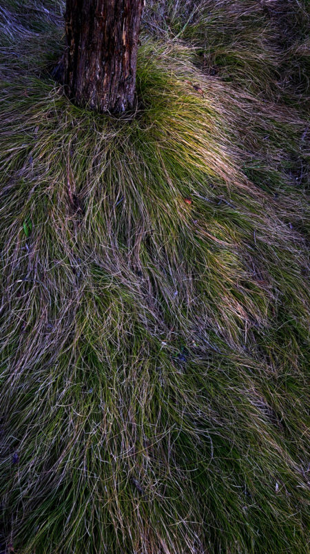 Grass photo by Jay Snively