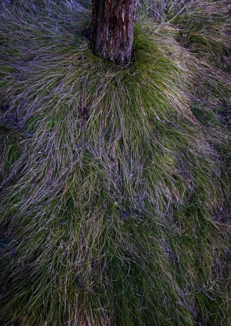 Grass photo by Jay Snively
