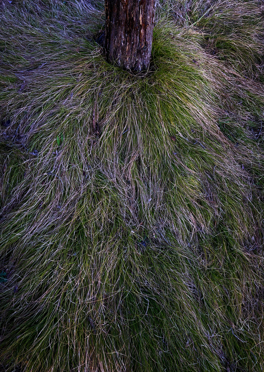Grass photo by Jay Snively