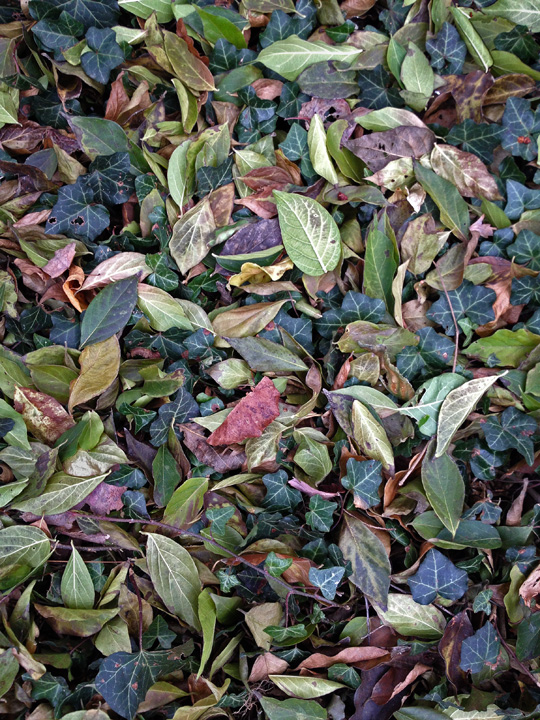 Ground Cover photo by Jay Snively