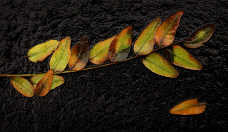Honey Locust Leaves photo by Jay Snively