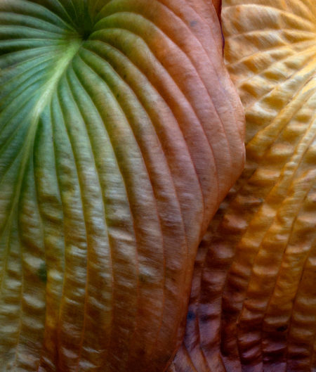 Hosta Leaves photo by Jay Snively