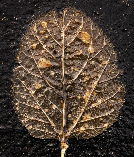 Leaf photo by Jay Snively