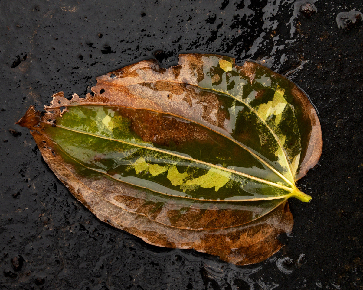 Leaf photo by Jay Snively