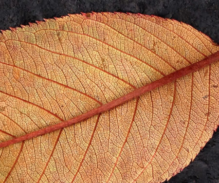Leaf photo by Jay Snively
