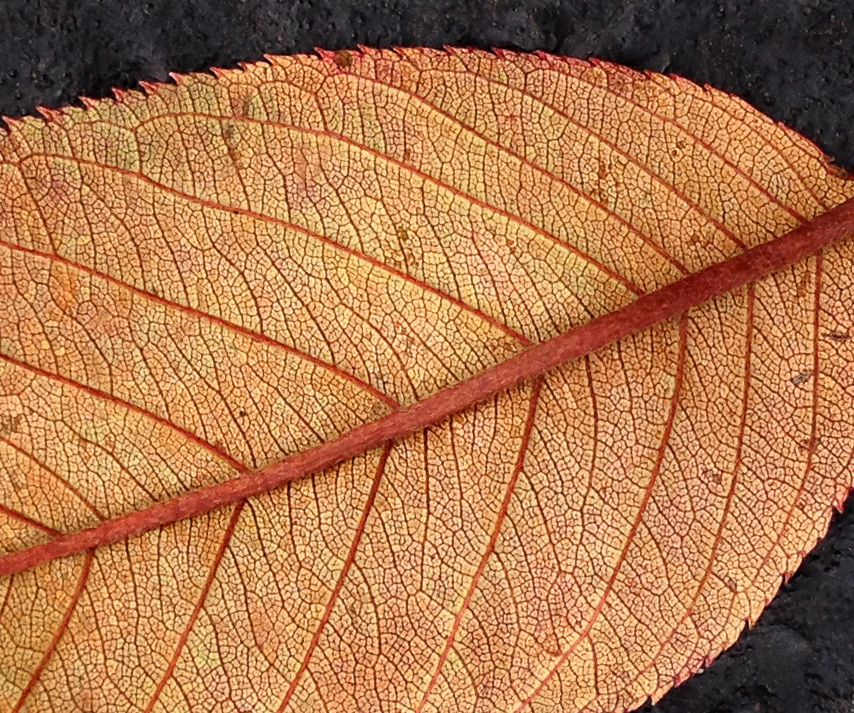 Leaf photo by Jay Snively