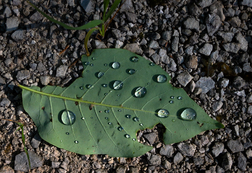 Leaf Dew photo by Jay Snively