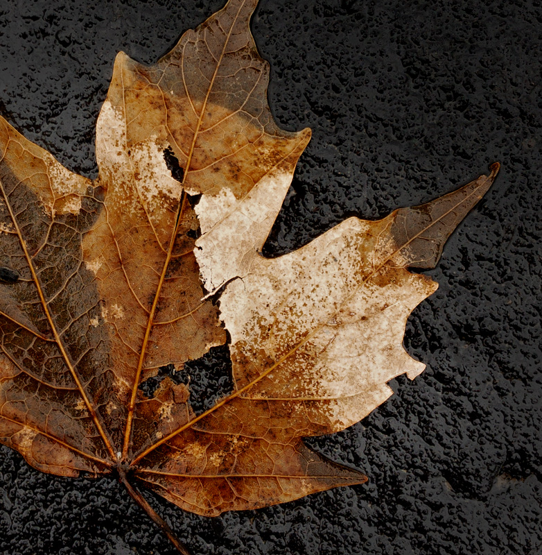 Maple Leaf photo by Jay Snively