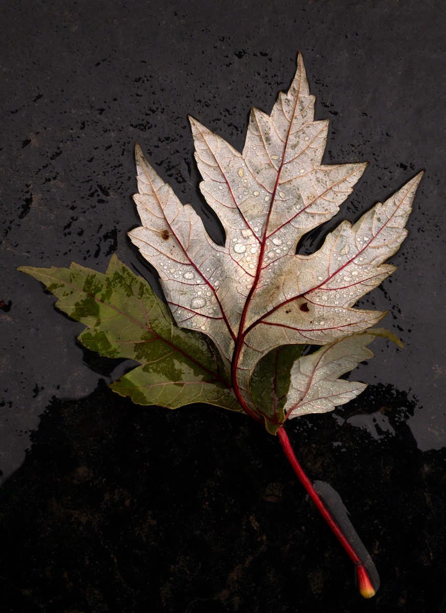 Natural World Leaves photo by Jay Snively