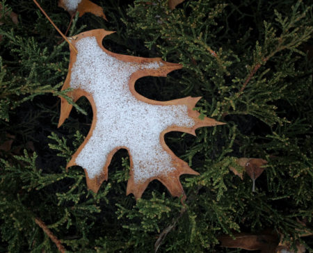 Oak Leaf Snow photo by Jay Snively