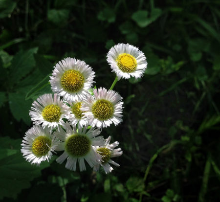 Philadelphia Fleabane photo by Jay Snively