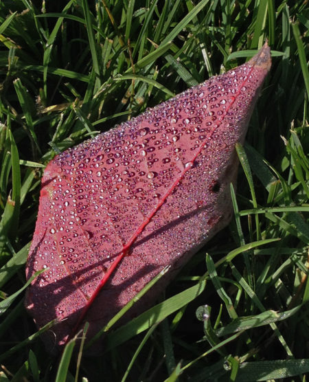 Red Leaf Dew photo by Jay Snively