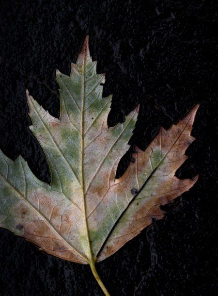 Silver Maple Leaf photo by Jay Snively