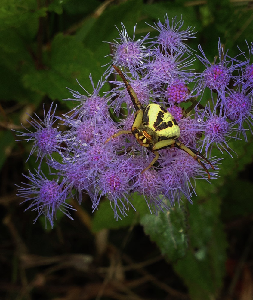Spider photo by Jay Snively