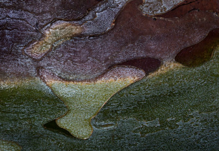 Sycamore Bark photo by Jay Snively