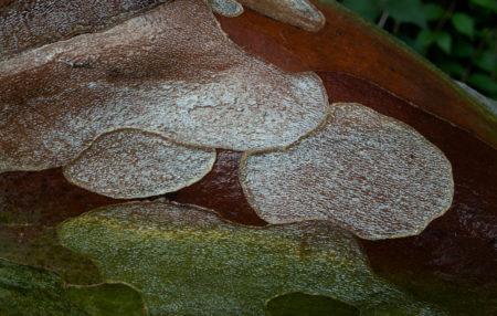 Sycamore Bark photo by Jay Snively