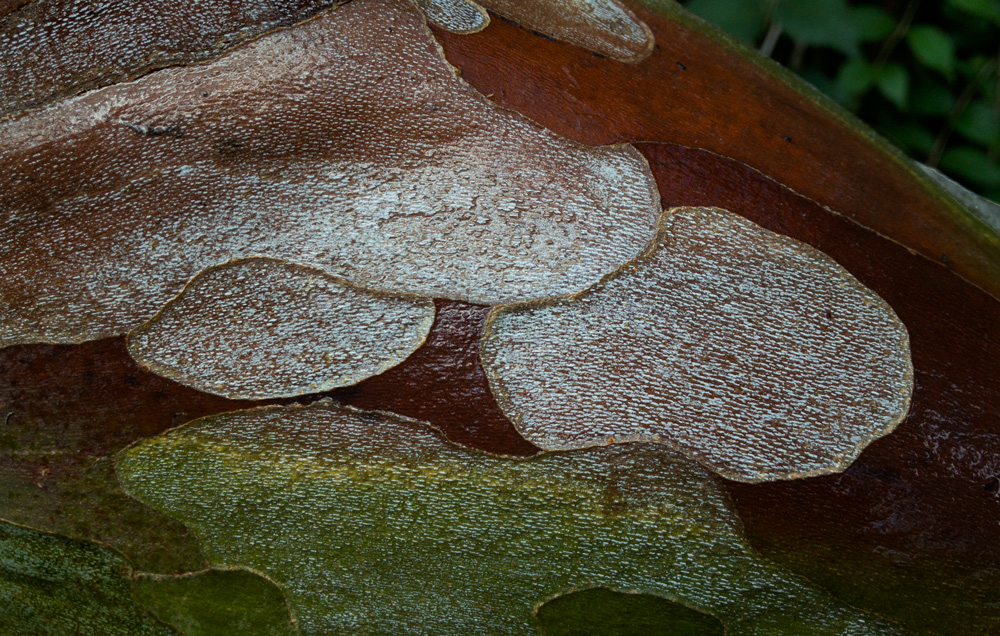 Sycamore Bark photo by Jay Snively