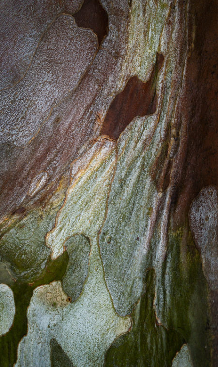 Sycamore Bark photo by Jay Snively