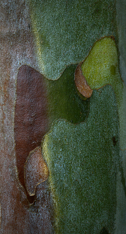 Sycamore Bark photo by Jay Snively