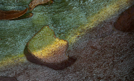 Sycamore Bark photo by Jay Snively