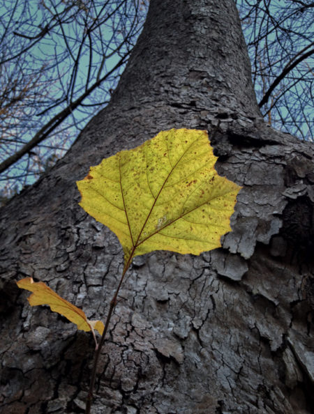 Sycamore Leaf photo by Jay Snively