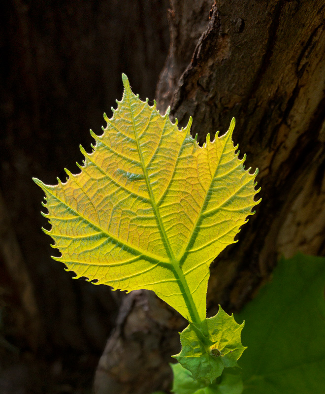 Sycamore leaf photo by Jay Snively