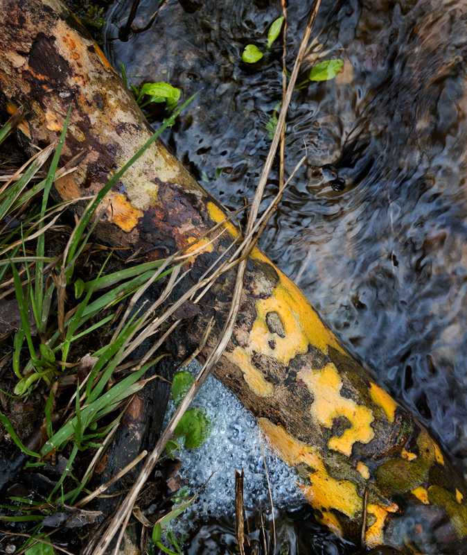Sycamore root photo by Jay Snively