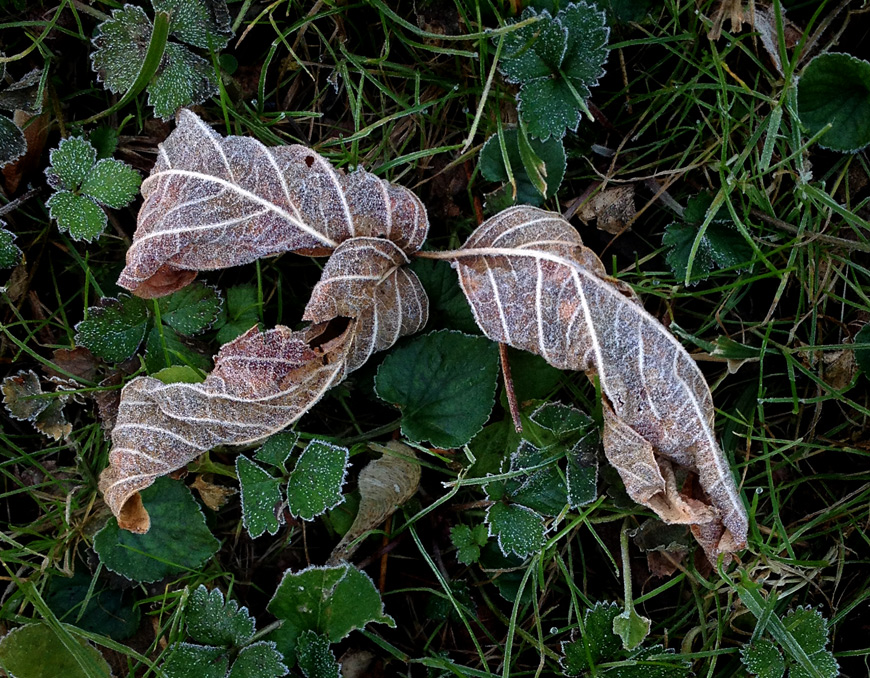 Three Leaves Frost photo by Jay Snively