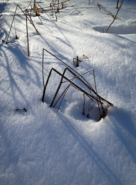 Weeds, snow, shadows photo by Jay Snively