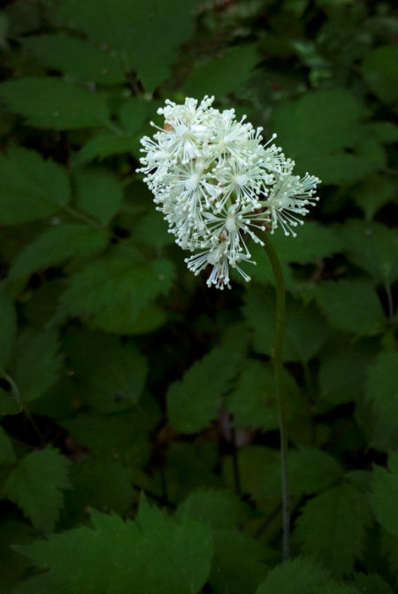 White Baneberry