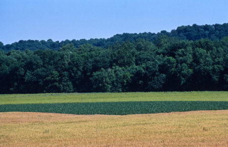 field, sparksville photo by Jay Snively