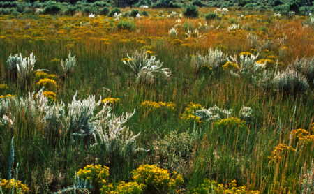 Arizona field photo by Jay Snively